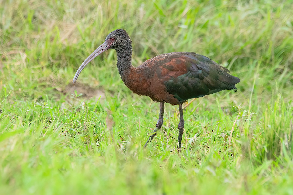 White-faced Ibis - ML616622968