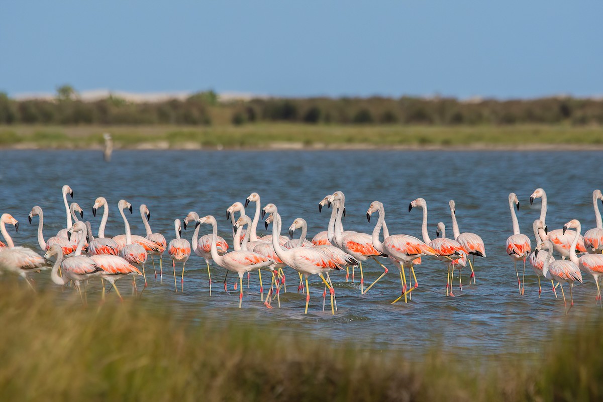 Chilean Flamingo - ML616622974