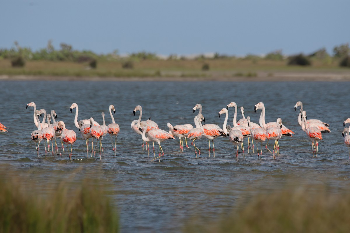 Chilean Flamingo - ML616622975