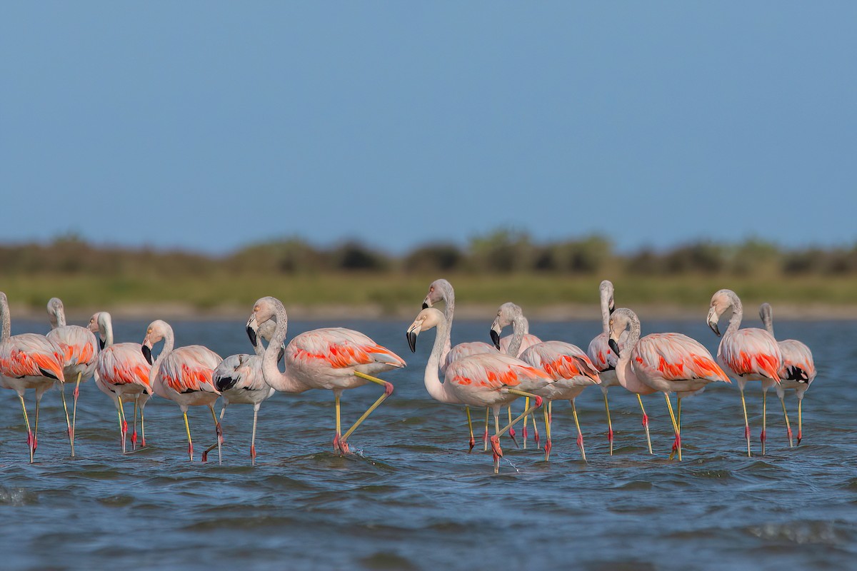 Chilean Flamingo - Raphael Kurz -  Aves do Sul