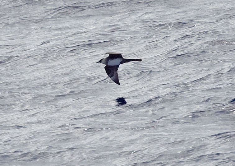 Pomarine Jaeger - Graham Ekins