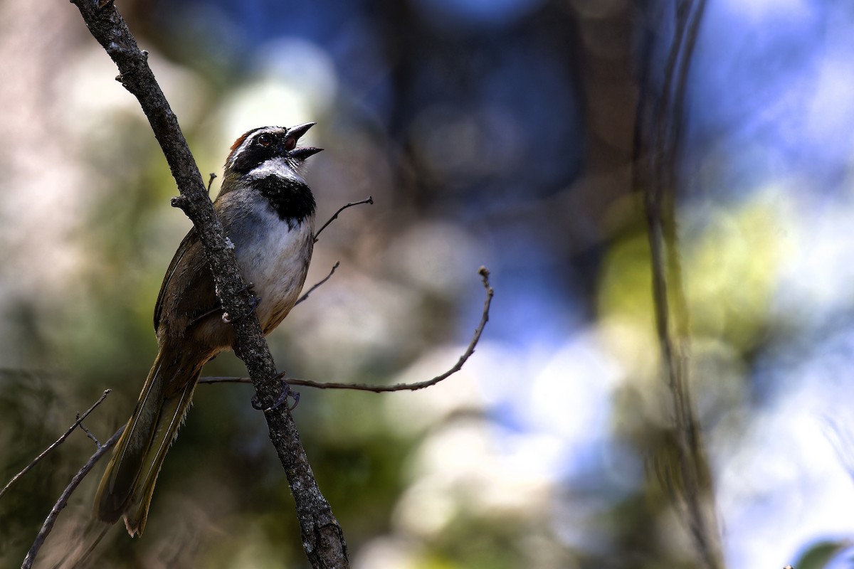 Collared Towhee - ML616623007