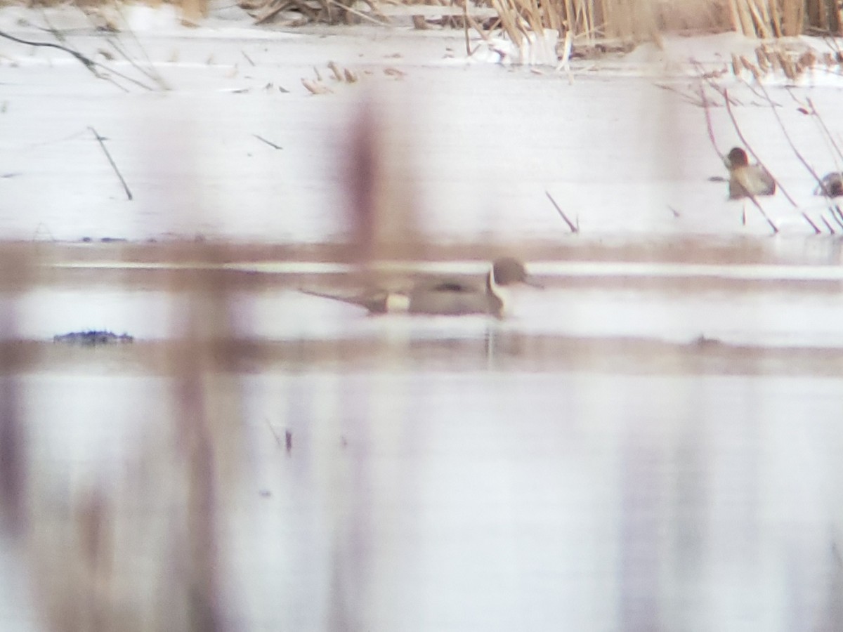 Northern Pintail - Ben Schleis