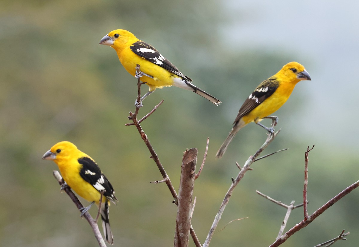 Cardinal jaune (chrysopeplus/dilutus) - ML616623035