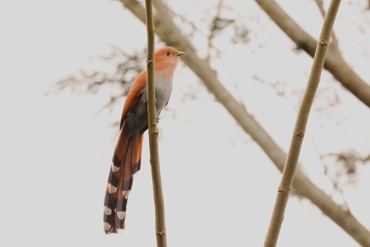 Squirrel Cuckoo - ML616623058