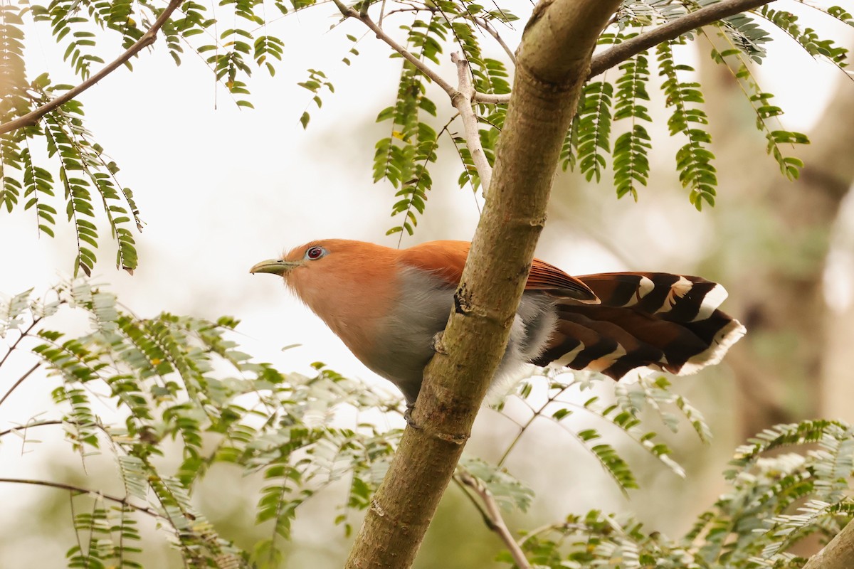 Squirrel Cuckoo - ML616623059