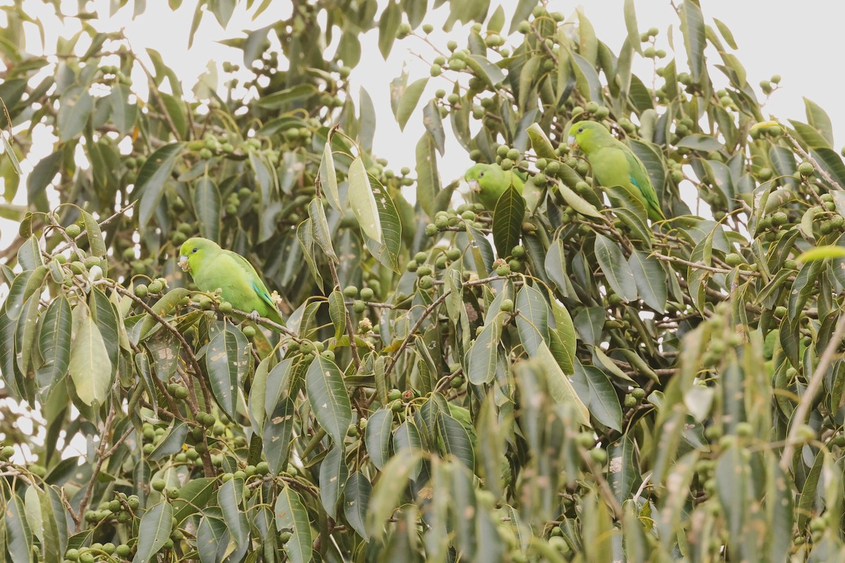 Mexican Parrotlet - Brian Gibbons