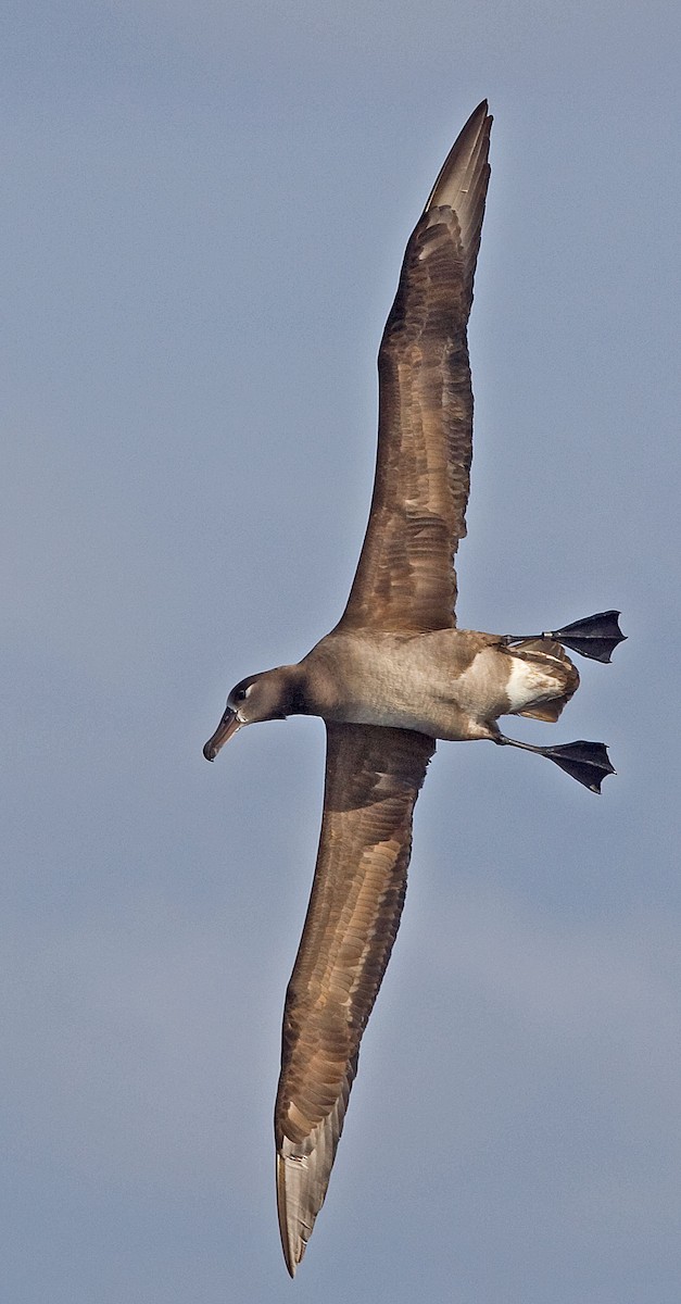 Kara Ayaklı Albatros - ML616623101