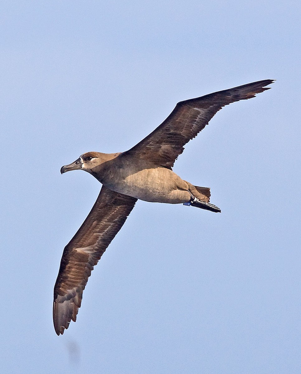 albatros černonohý - ML616623102