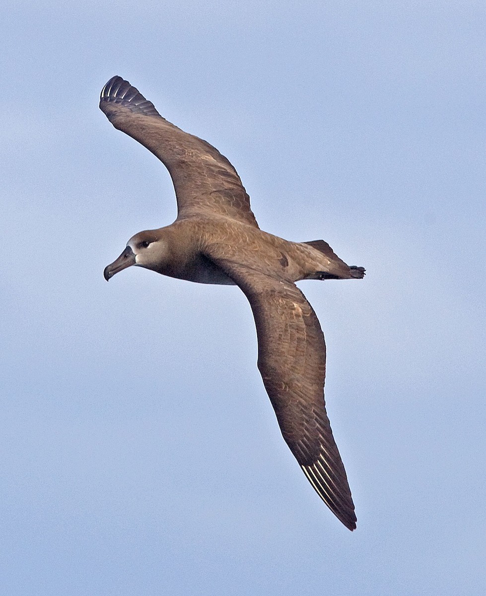 albatros černonohý - ML616623104