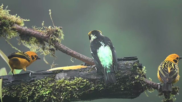 Flame-faced Tanager (Yellow-faced) - ML616623106
