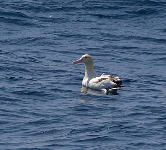 Albatros à queue courte - ML616623115