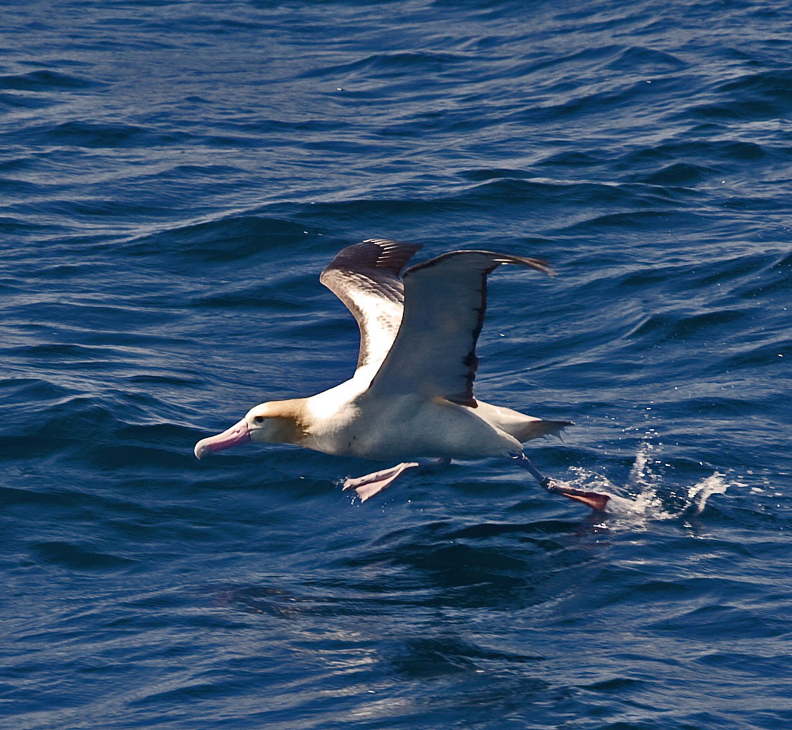albatros bělohřbetý - ML616623116