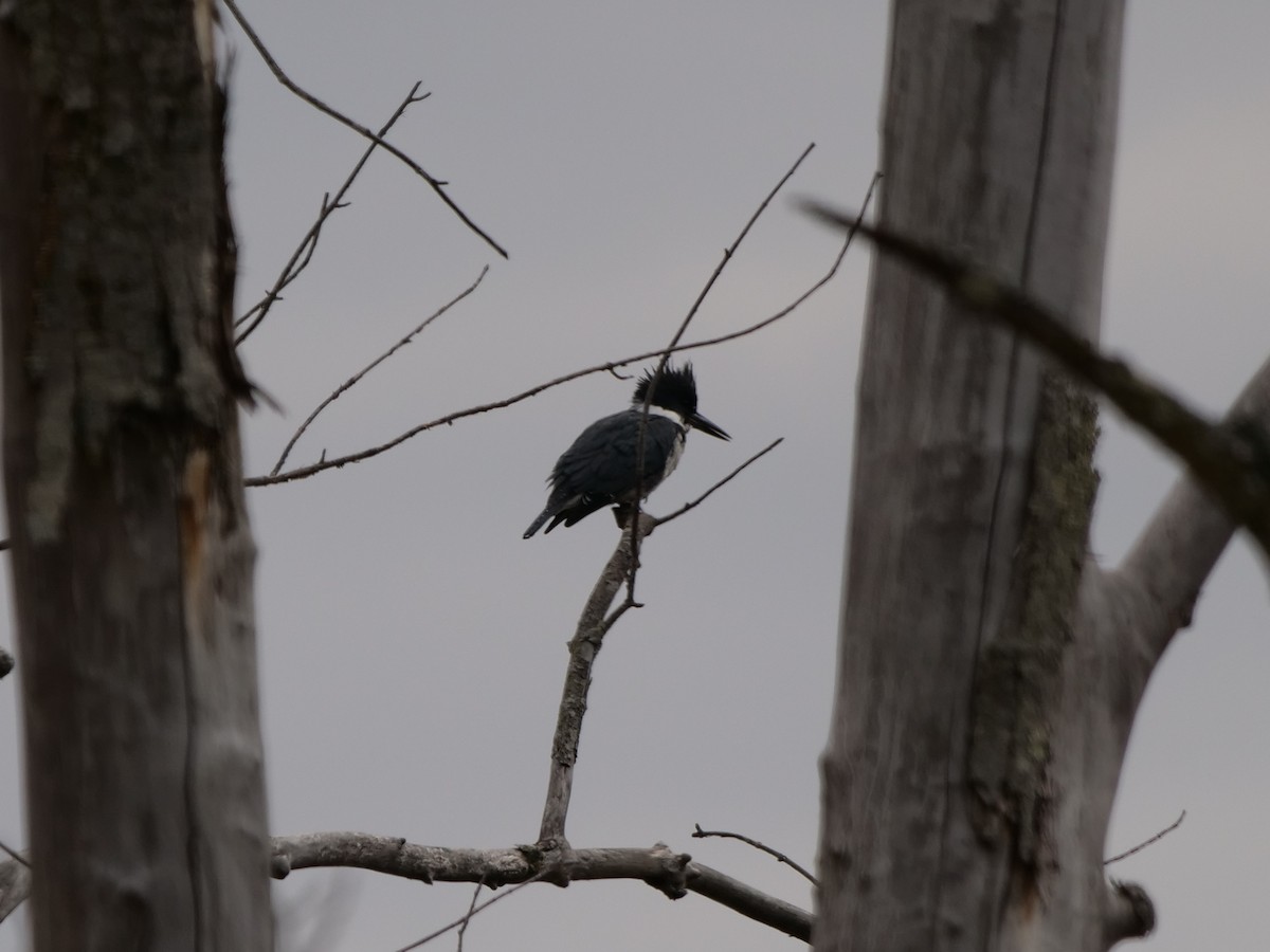 Belted Kingfisher - ML616623120