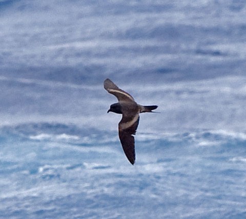 Tristram's Storm-Petrel - ML616623198