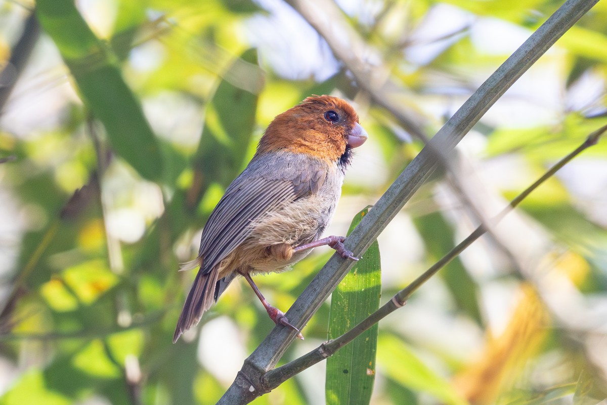 Short-tailed Parrotbill - ML616623211