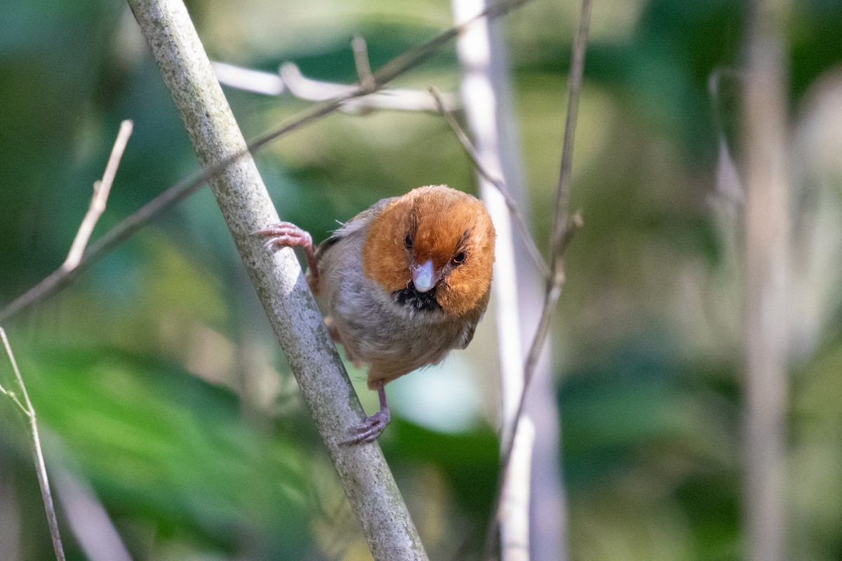 Short-tailed Parrotbill - ML616623218