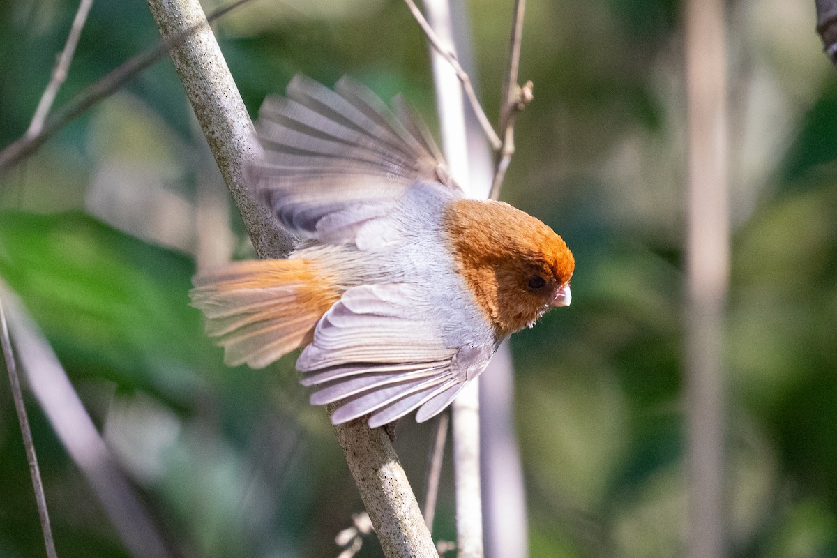 Short-tailed Parrotbill - ML616623219