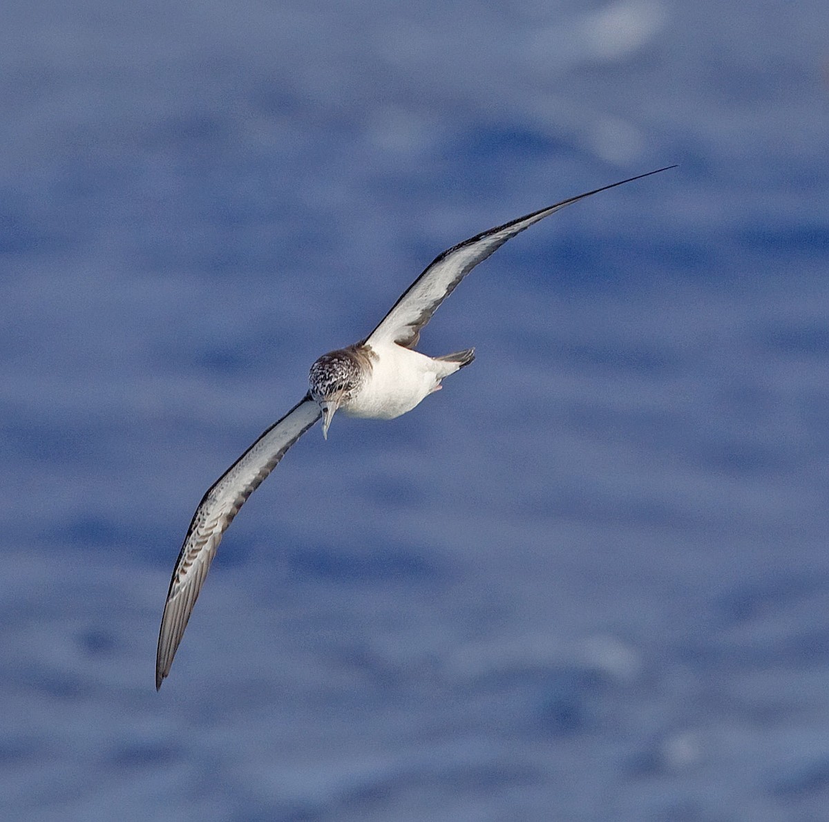 Streaked Shearwater - ML616623247