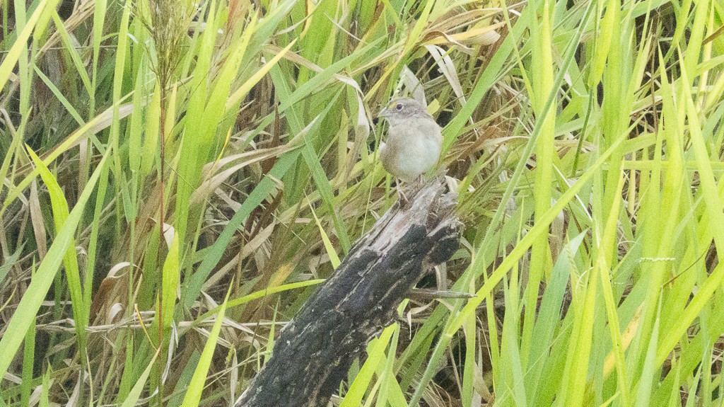 Grassland Sparrow - ML616623249