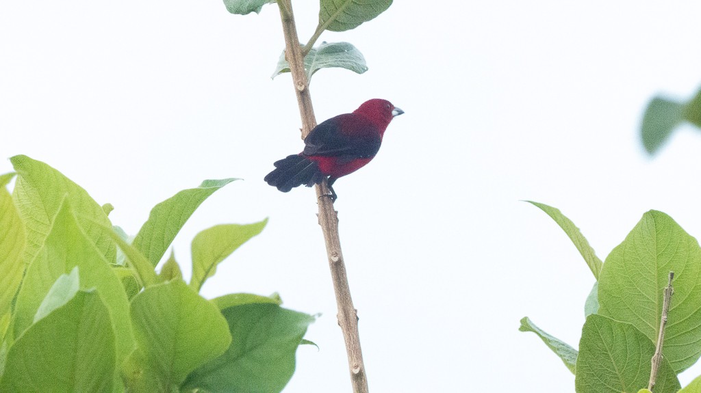 Brazilian Tanager - ML616623253