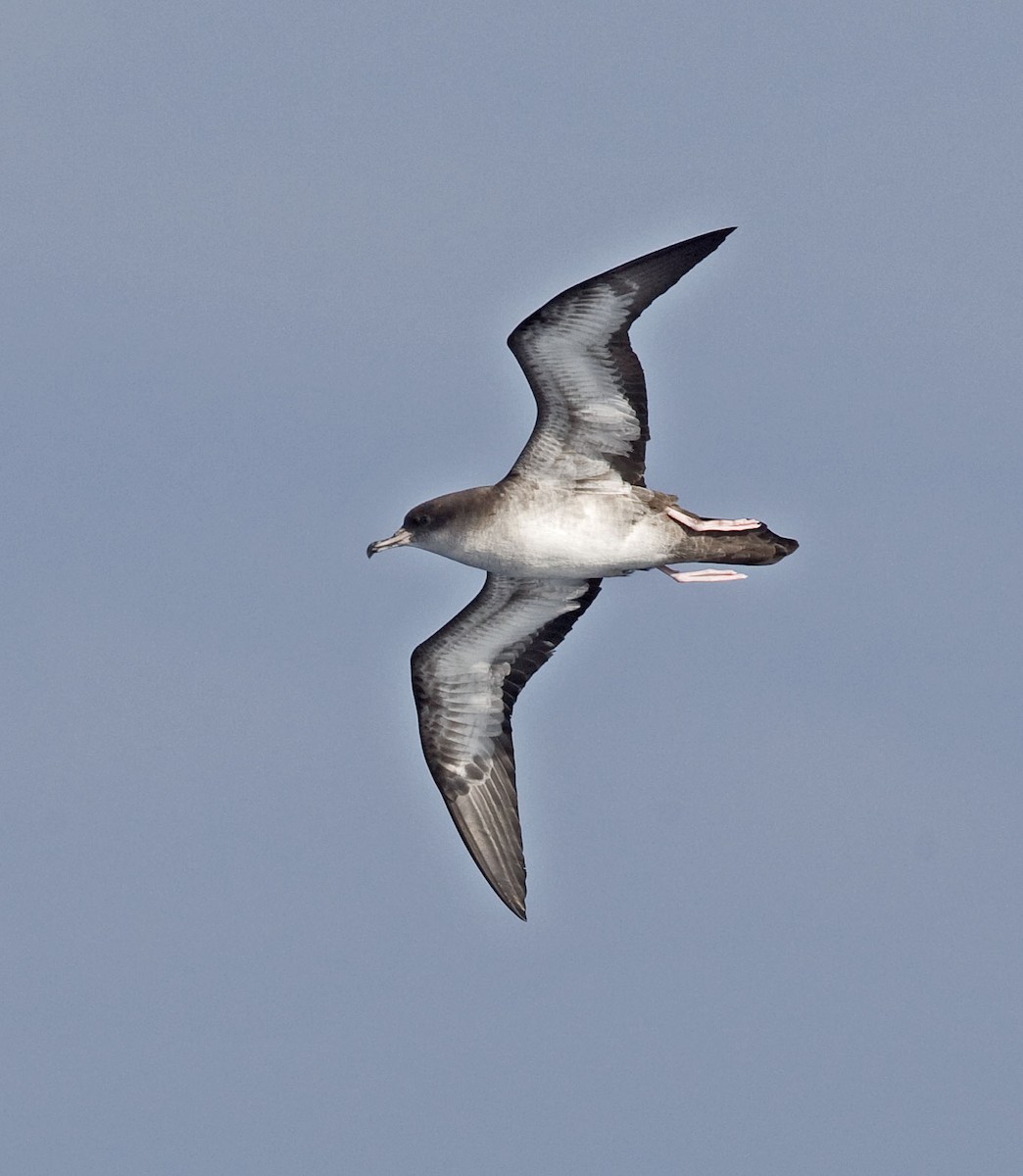 Wedge-tailed Shearwater - Graham Ekins