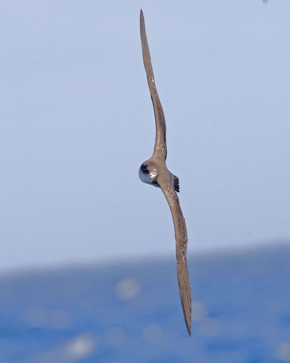 Wedge-tailed Shearwater - ML616623259