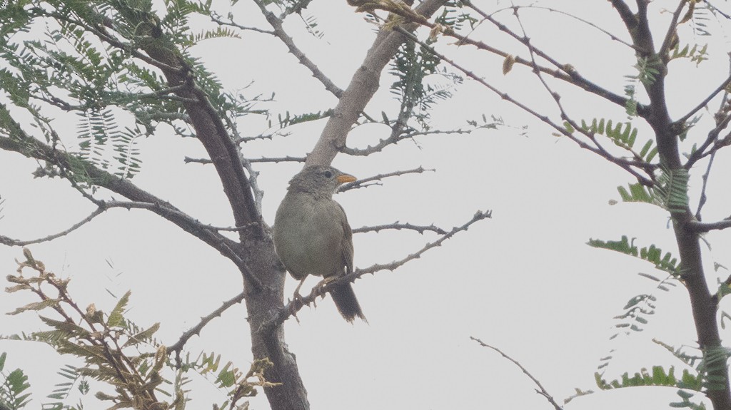 Wedge-tailed Grass-Finch - ML616623263