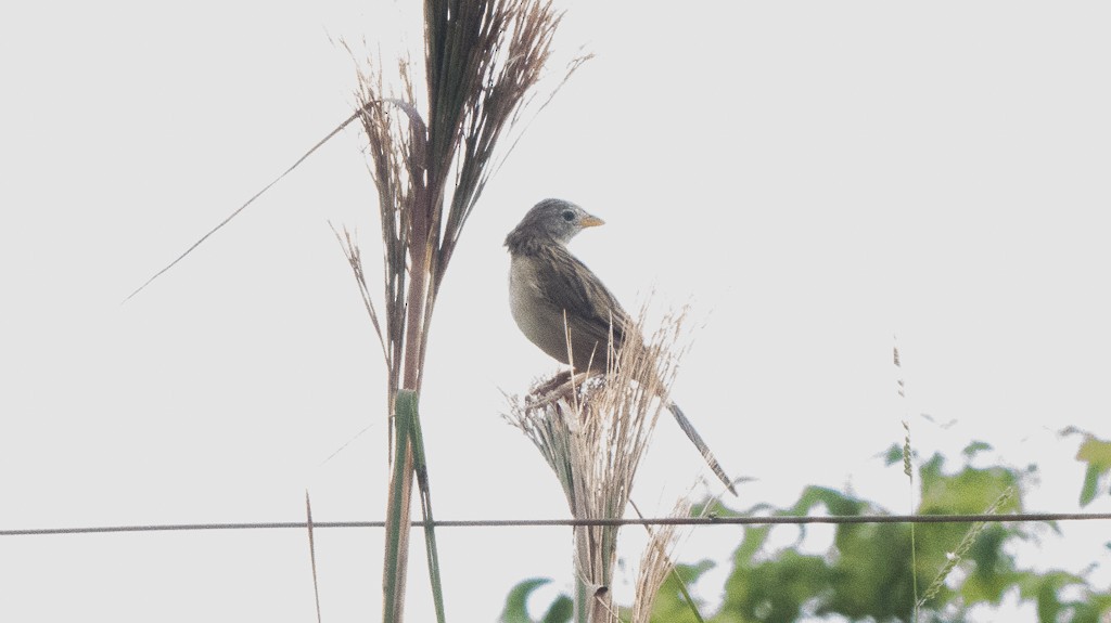Wedge-tailed Grass-Finch - ML616623265