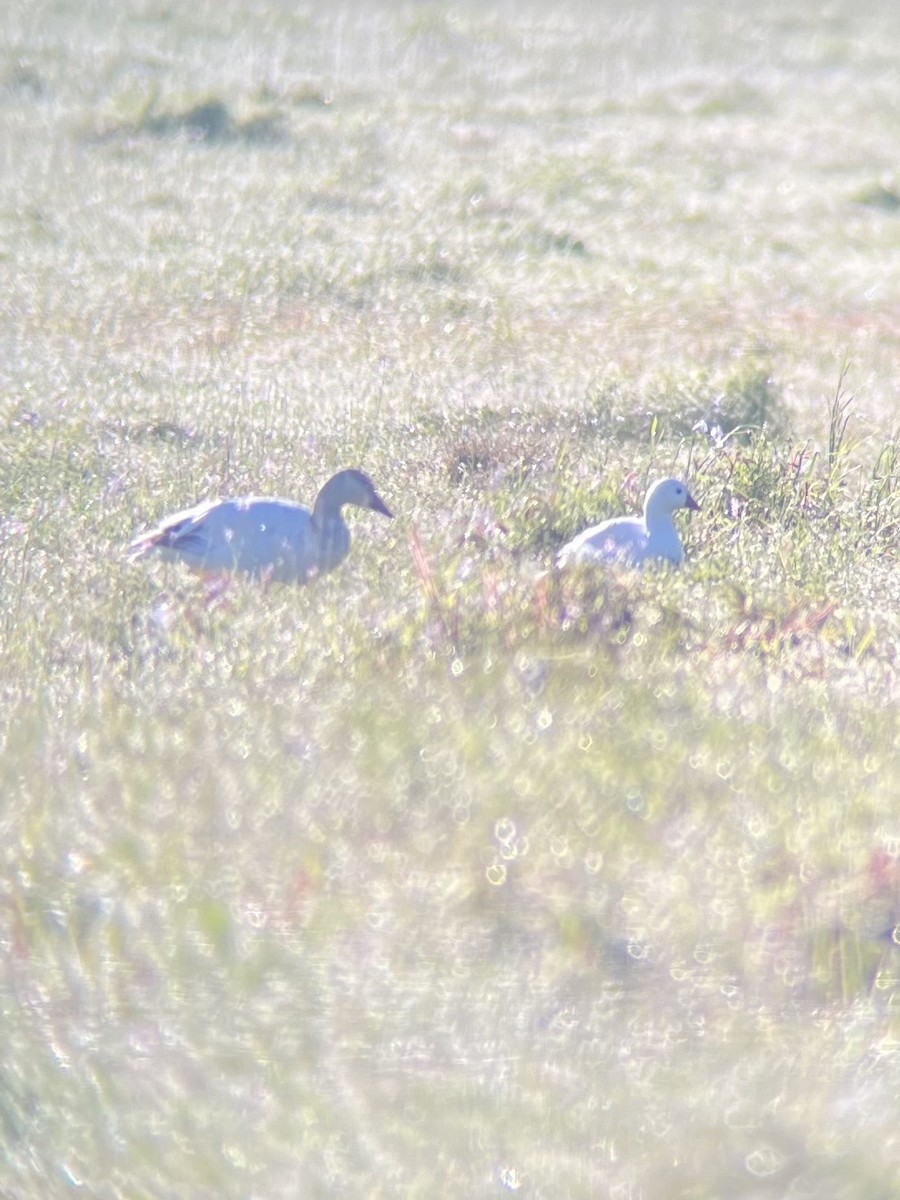 Ross's Goose - ML616623272