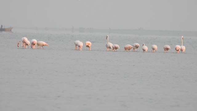 Greater Flamingo - ML616623273