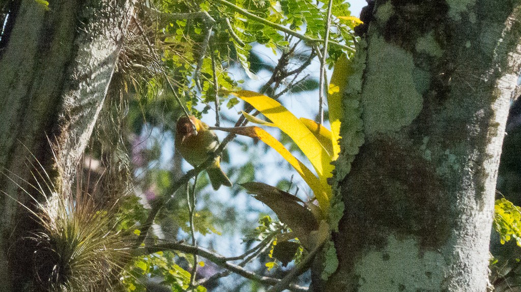 Rufous-headed Tanager - ML616623326