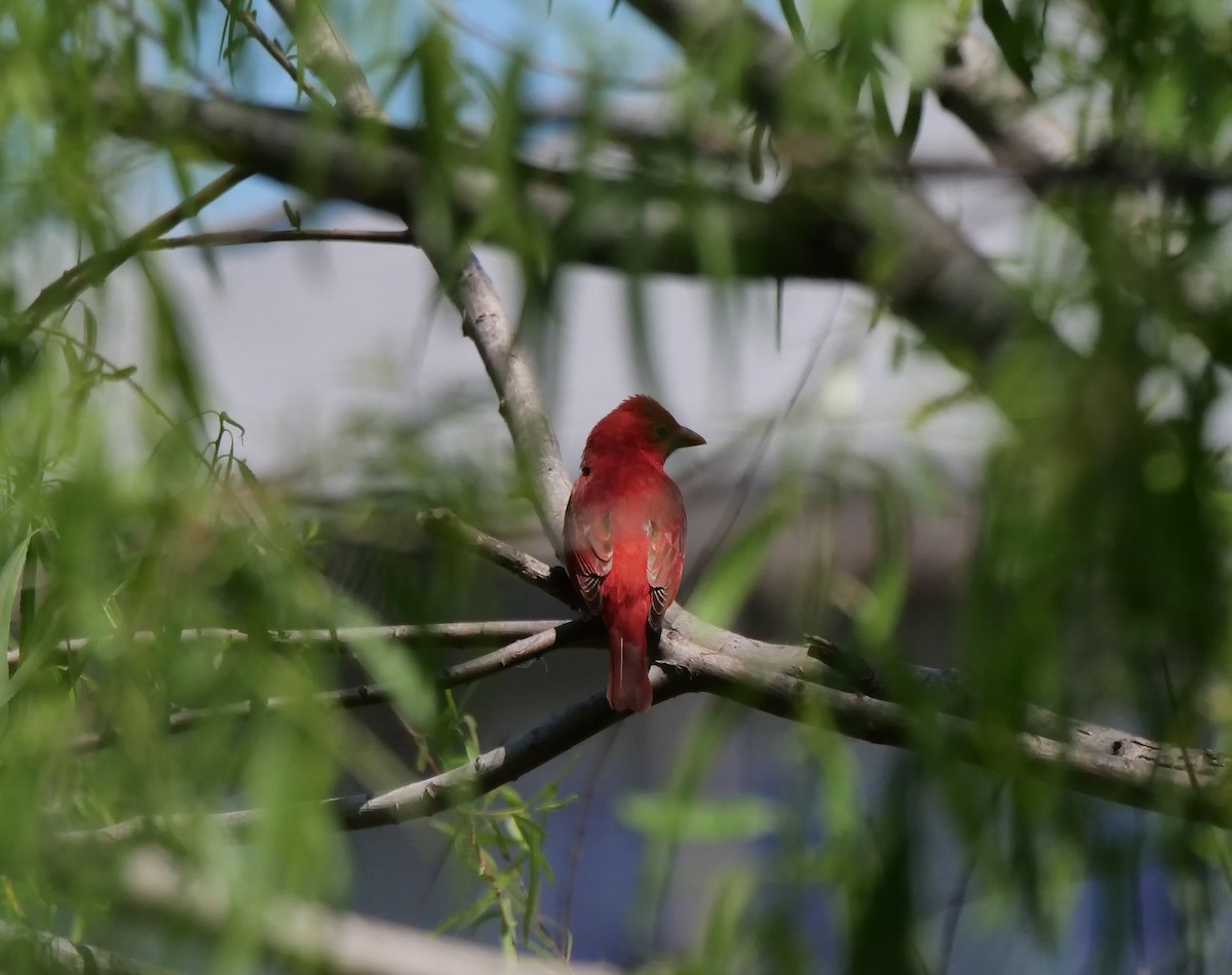 Piranga Roja - ML616623366