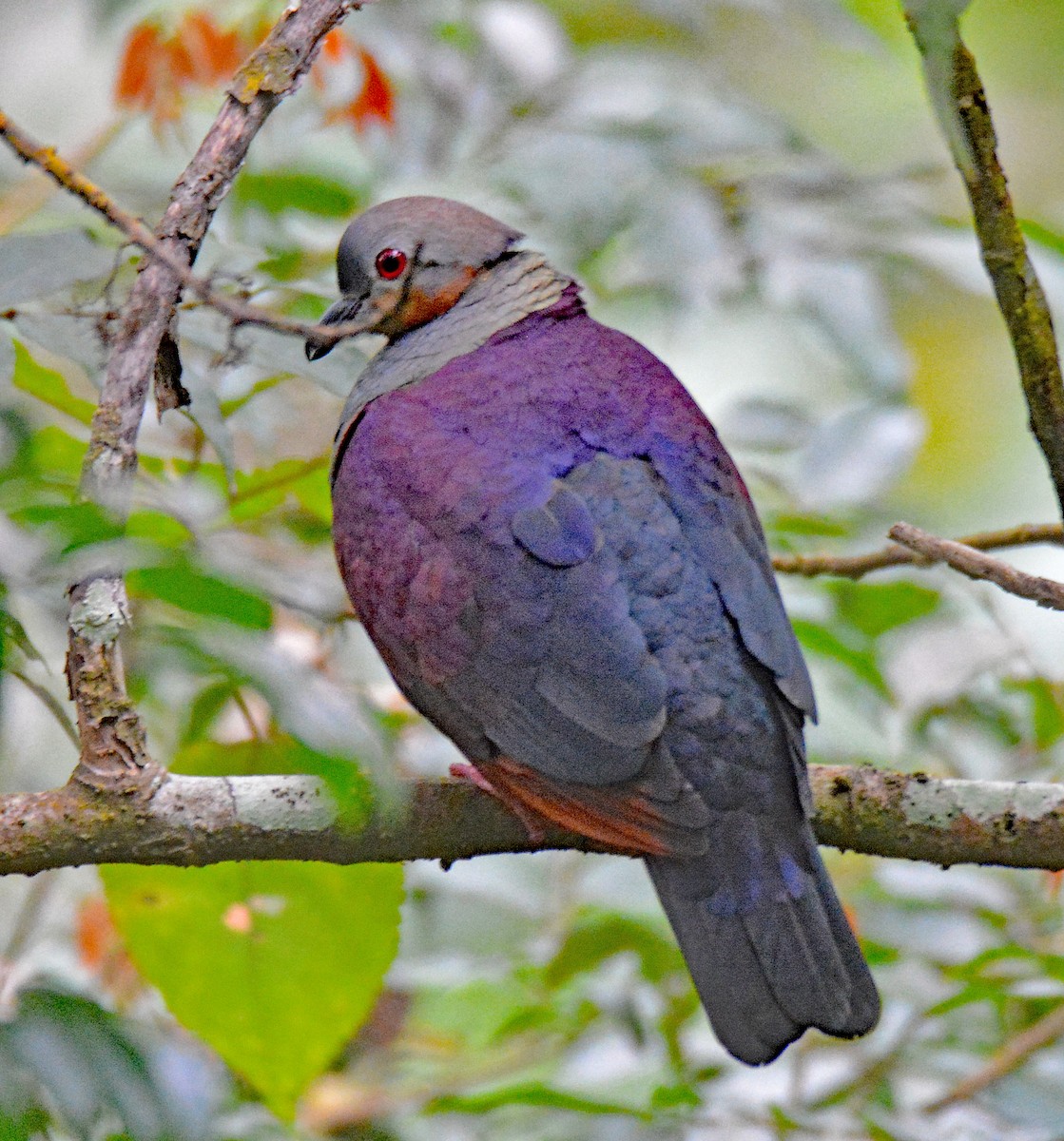 Crested Quail-Dove - ML616623369