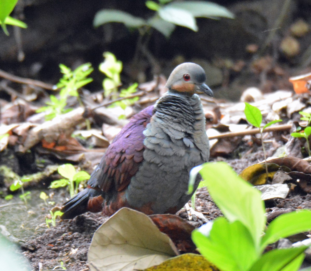 Crested Quail-Dove - Michael J Good