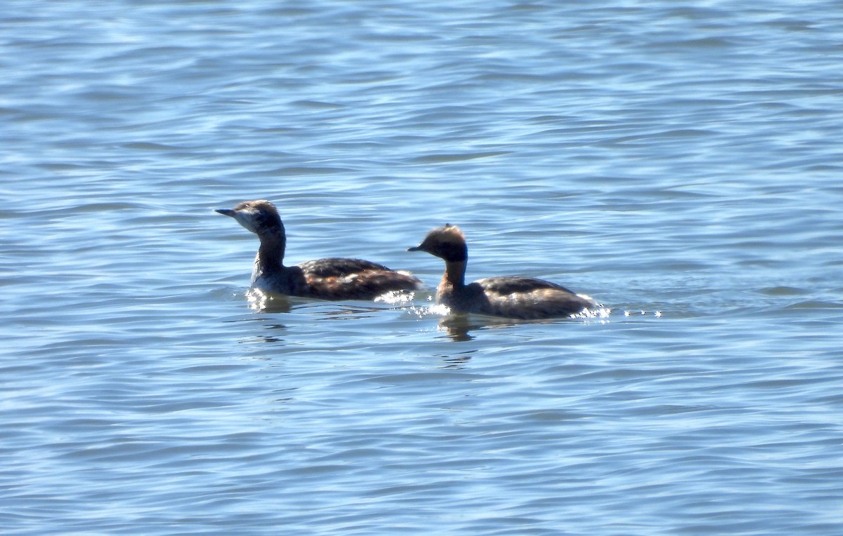 Horned Grebe - ML616623389