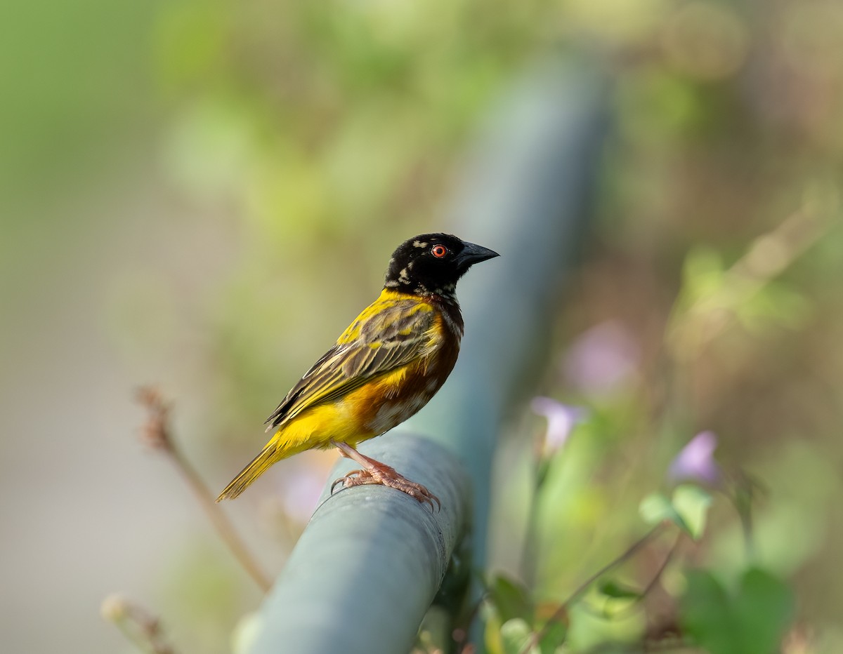 Golden-backed Weaver - Chien N Lee