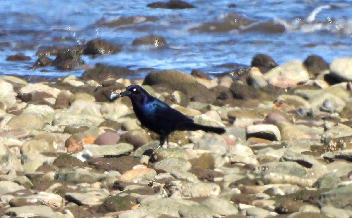Boat-tailed Grackle - ML616623414