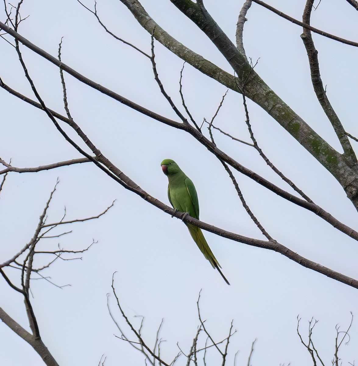 Rose-ringed Parakeet - ML616623415