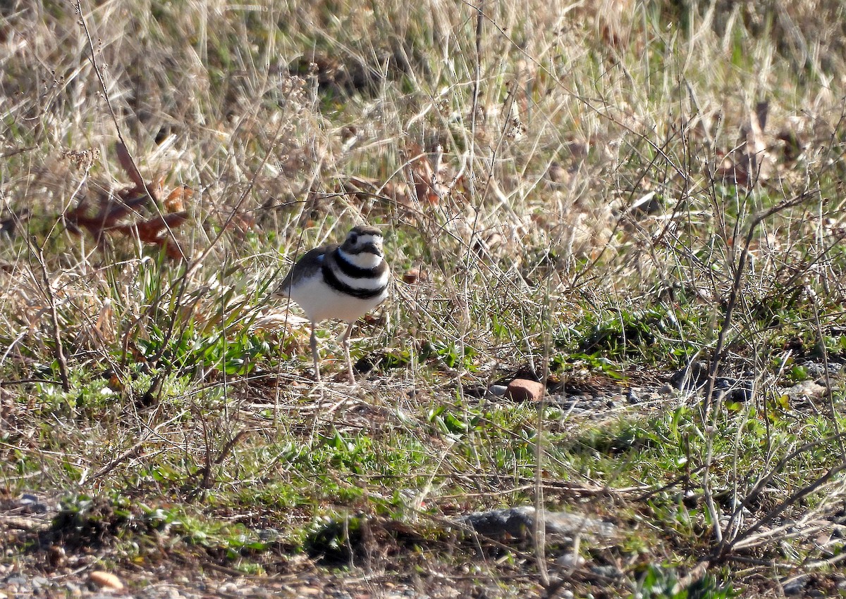 Killdeer - ML616623416