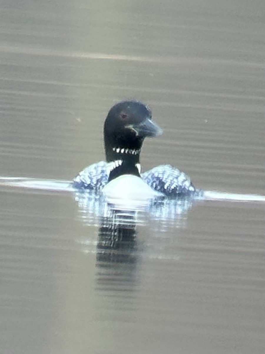 Common Loon - ML616623533