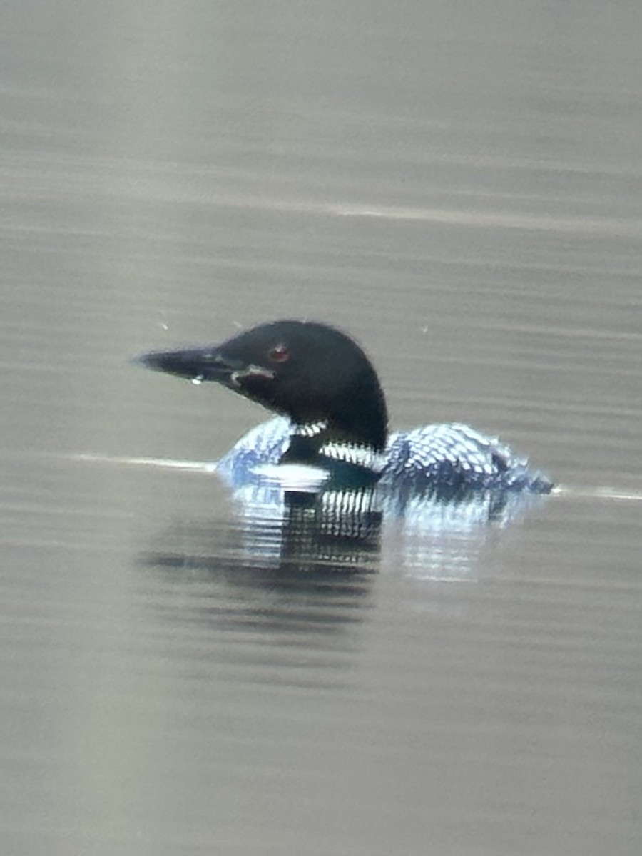 Common Loon - ML616623534