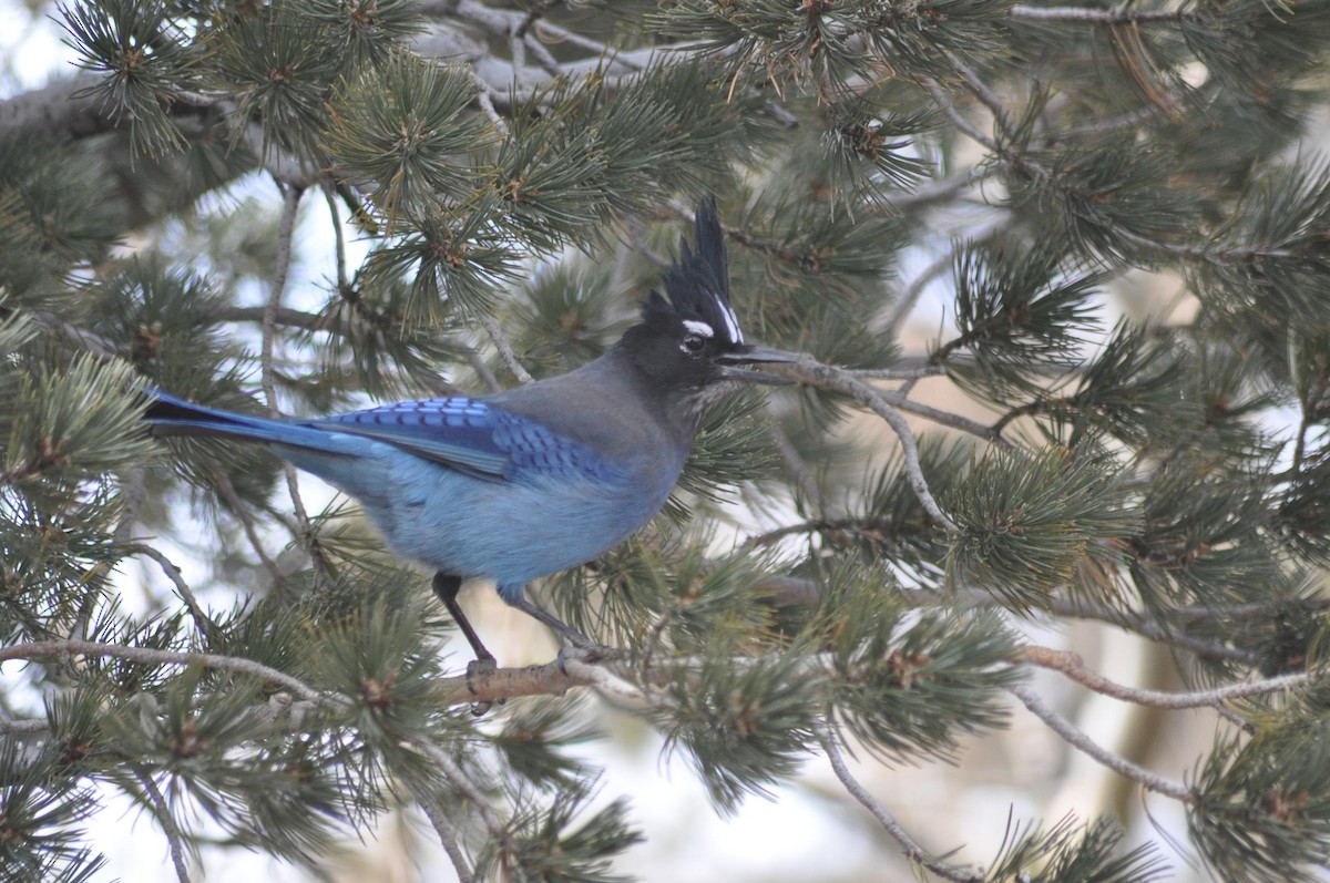 Steller's Jay - ML616623541