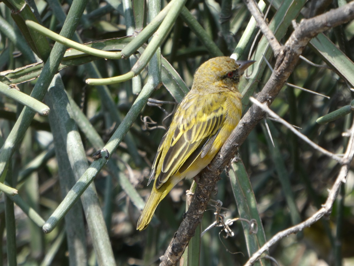 Village Weaver - ML616623548