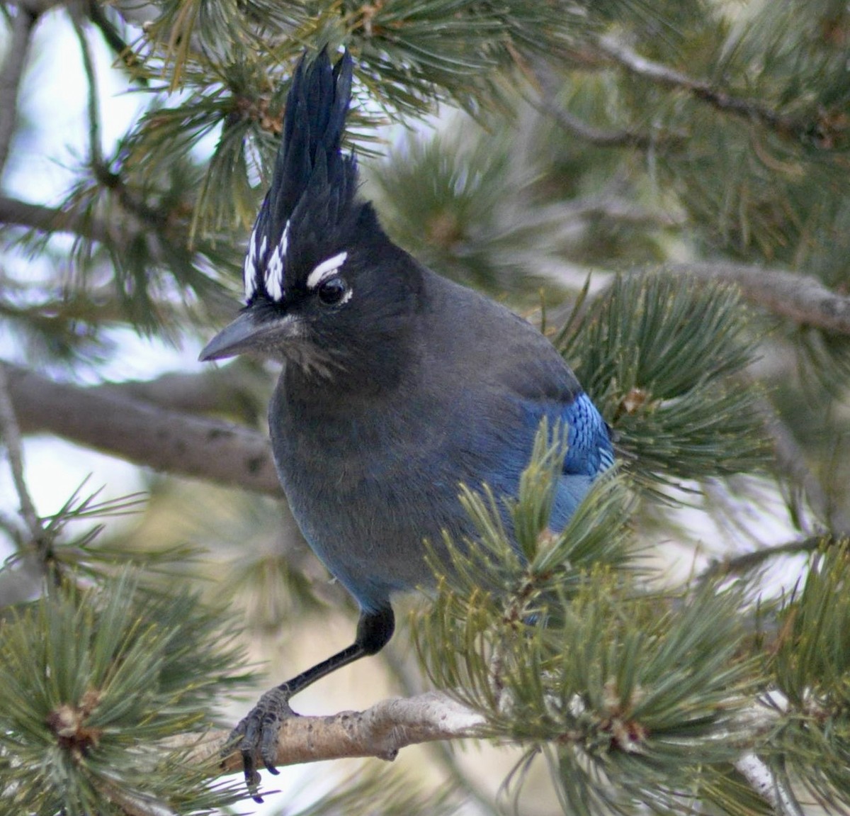 Steller's Jay - ML616623555