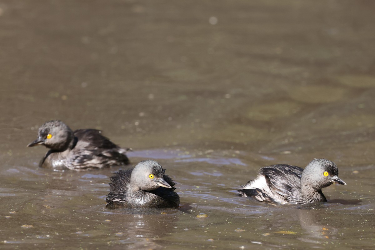 Least Grebe - ML616623573