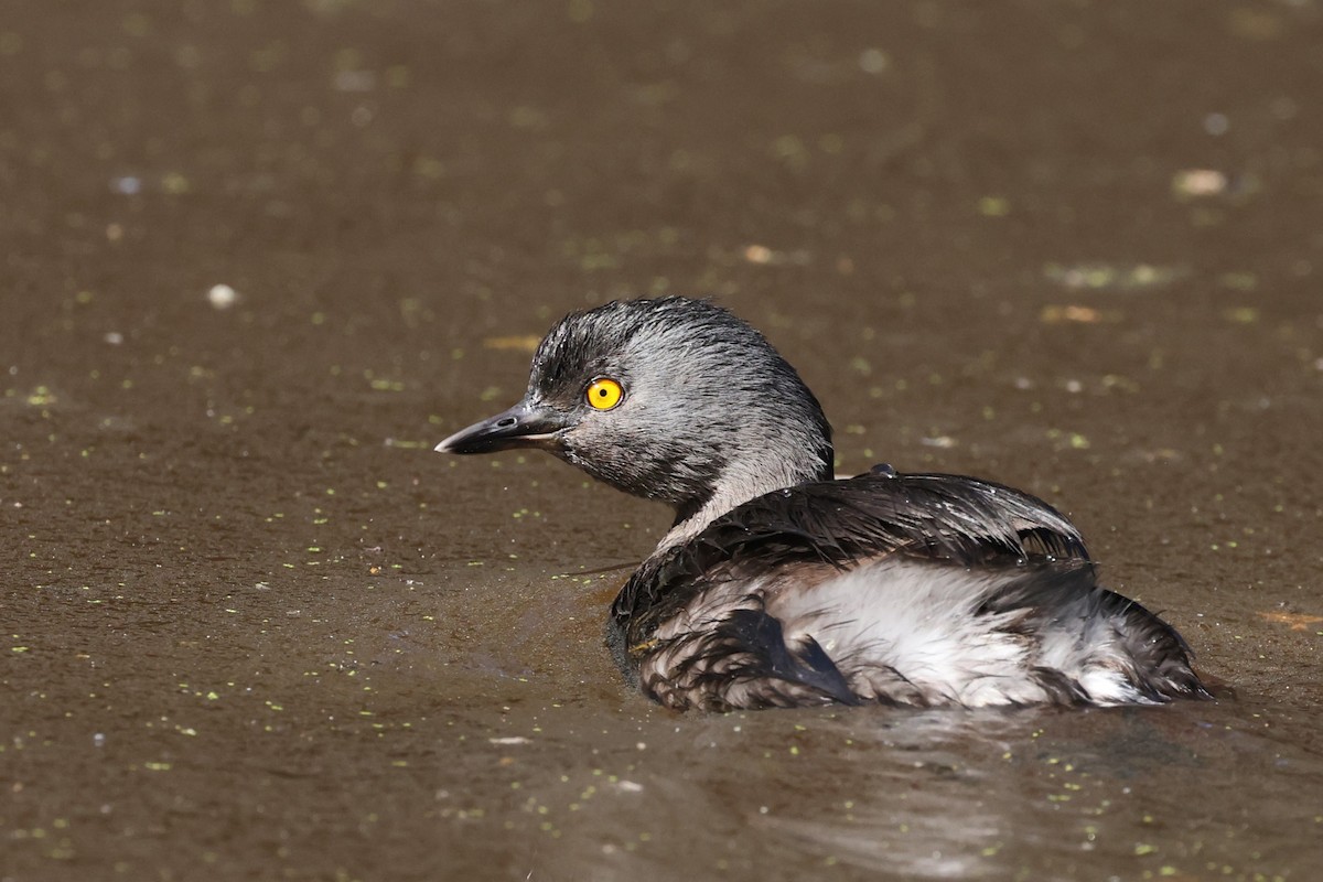 Least Grebe - ML616623574