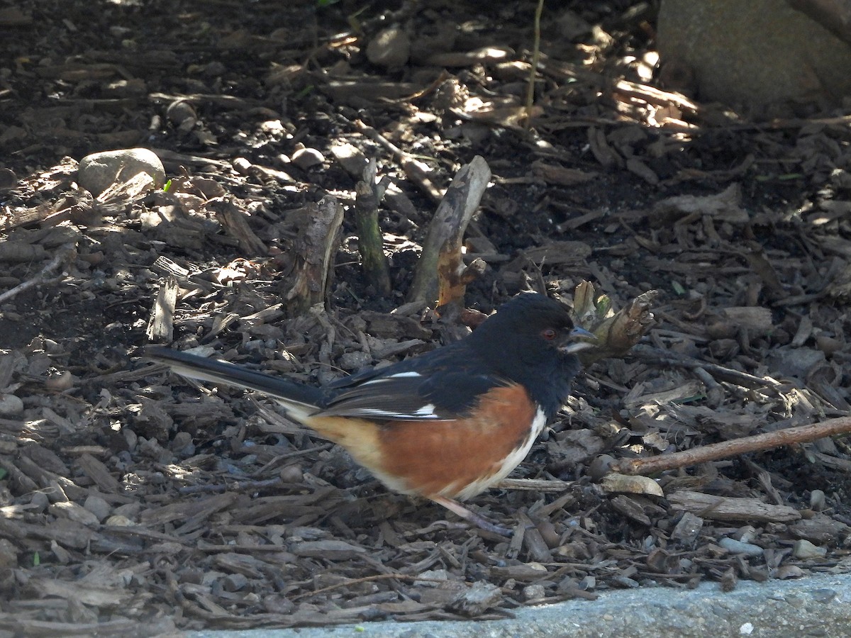 Eastern Towhee - ML616623630