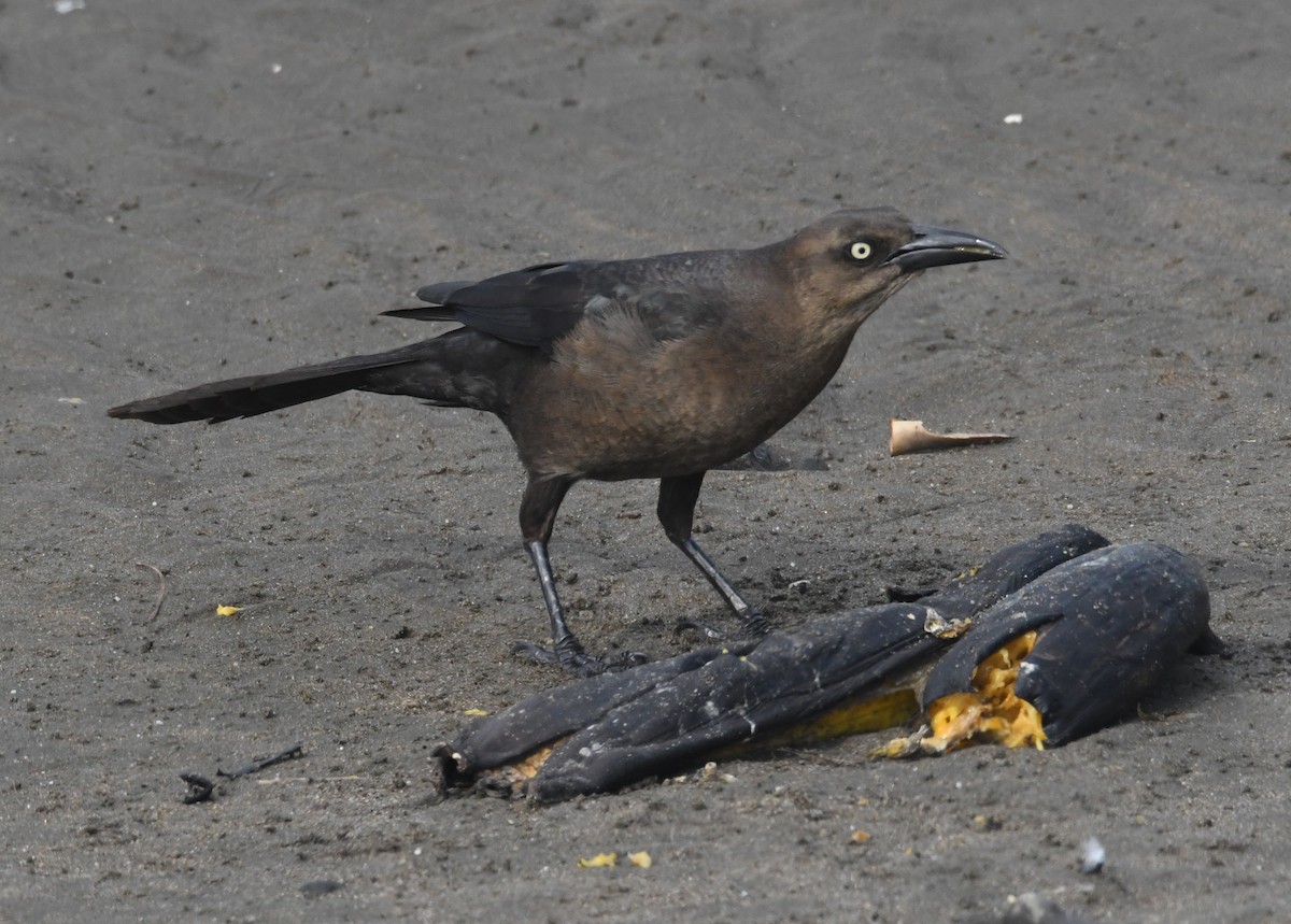 Great-tailed Grackle - ML616623649
