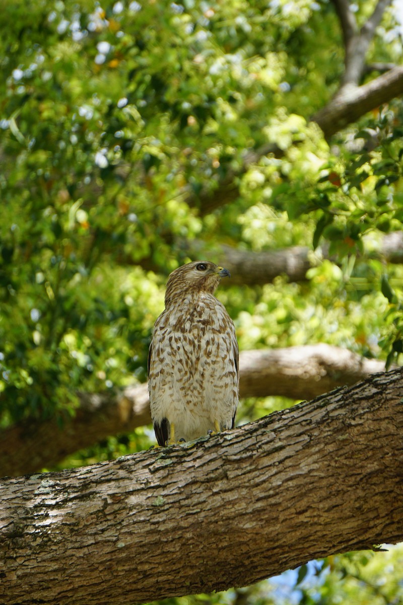 Red-shouldered Hawk - Brittany Roy